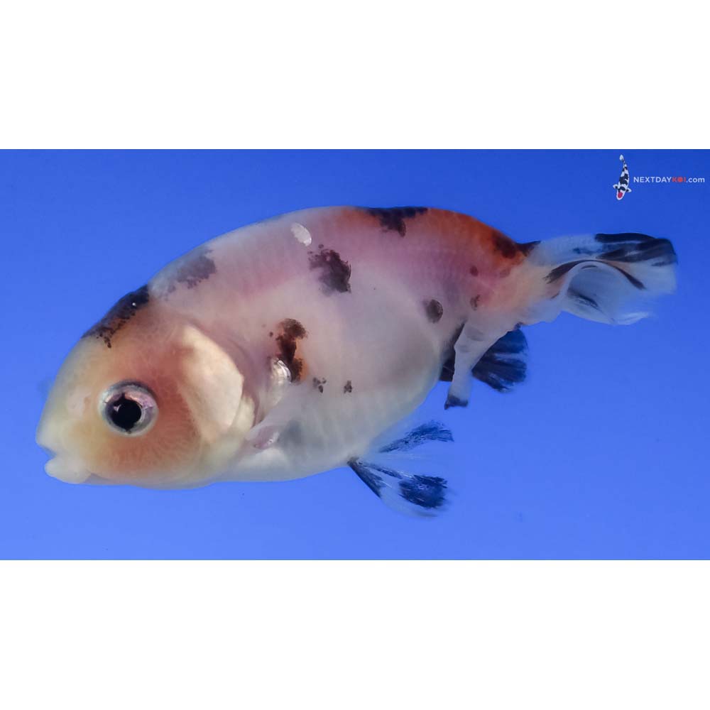 2.5” Imported Calico Ranchu