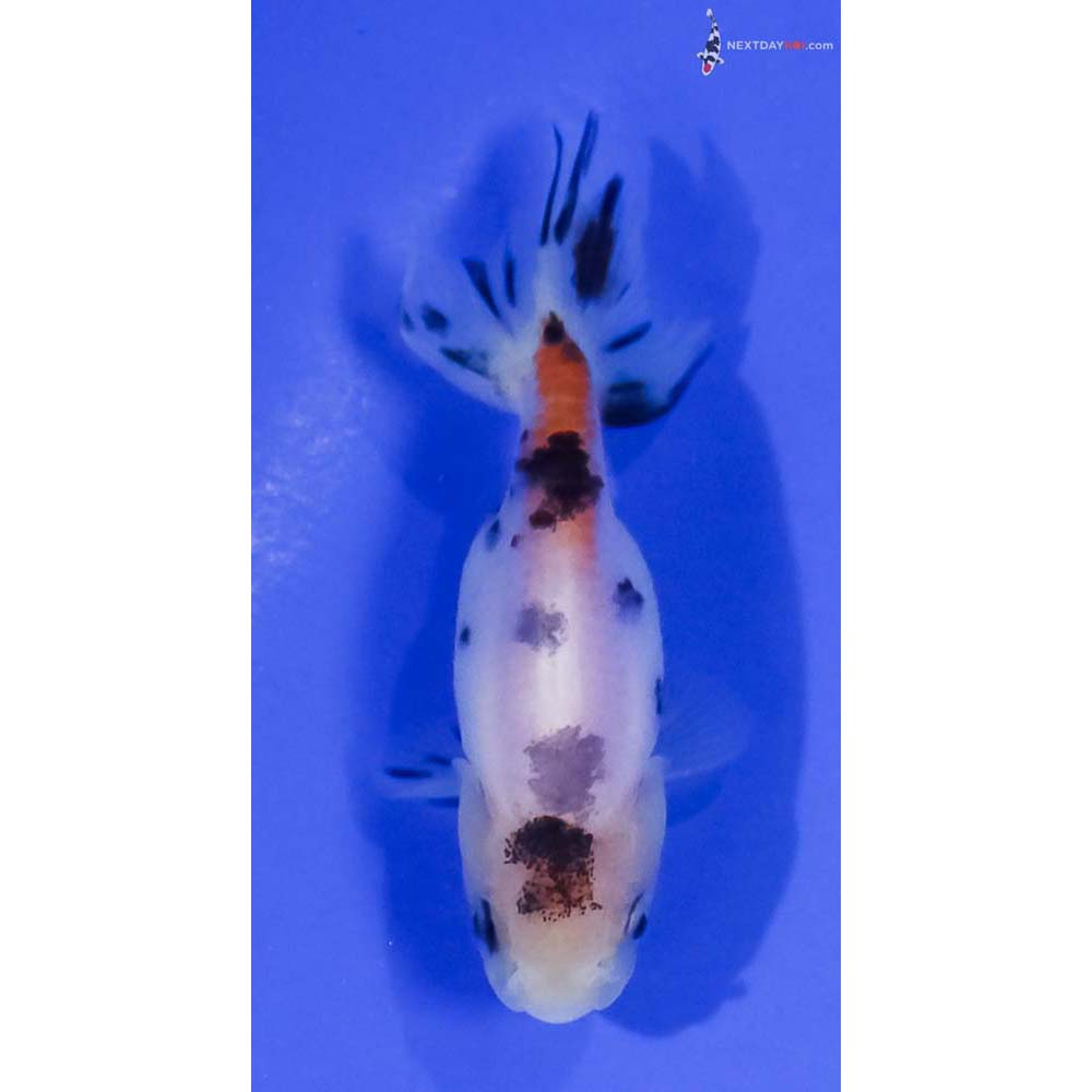 2.5” Imported Calico Ranchu