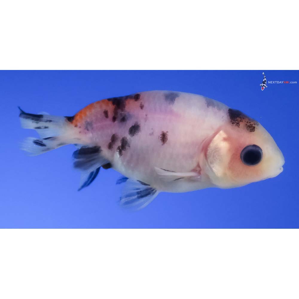 2.5” Imported Calico Ranchu