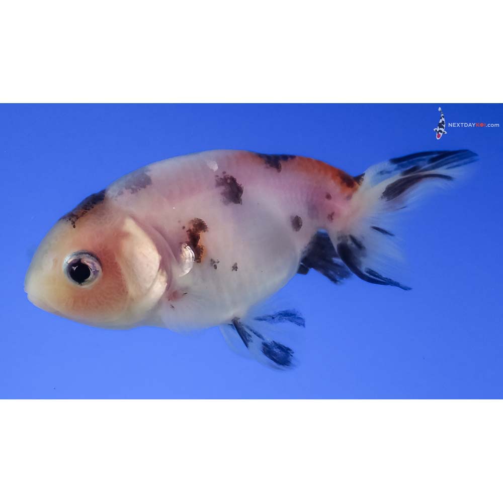 2.5” Imported Calico Ranchu