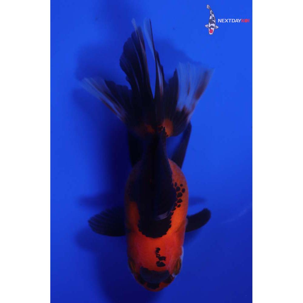 4” Imported Tri Color Oranda