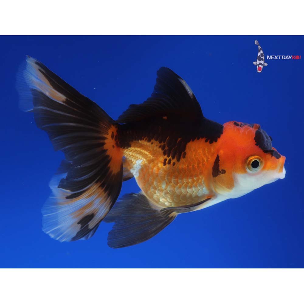 4” Imported Tri Color Oranda