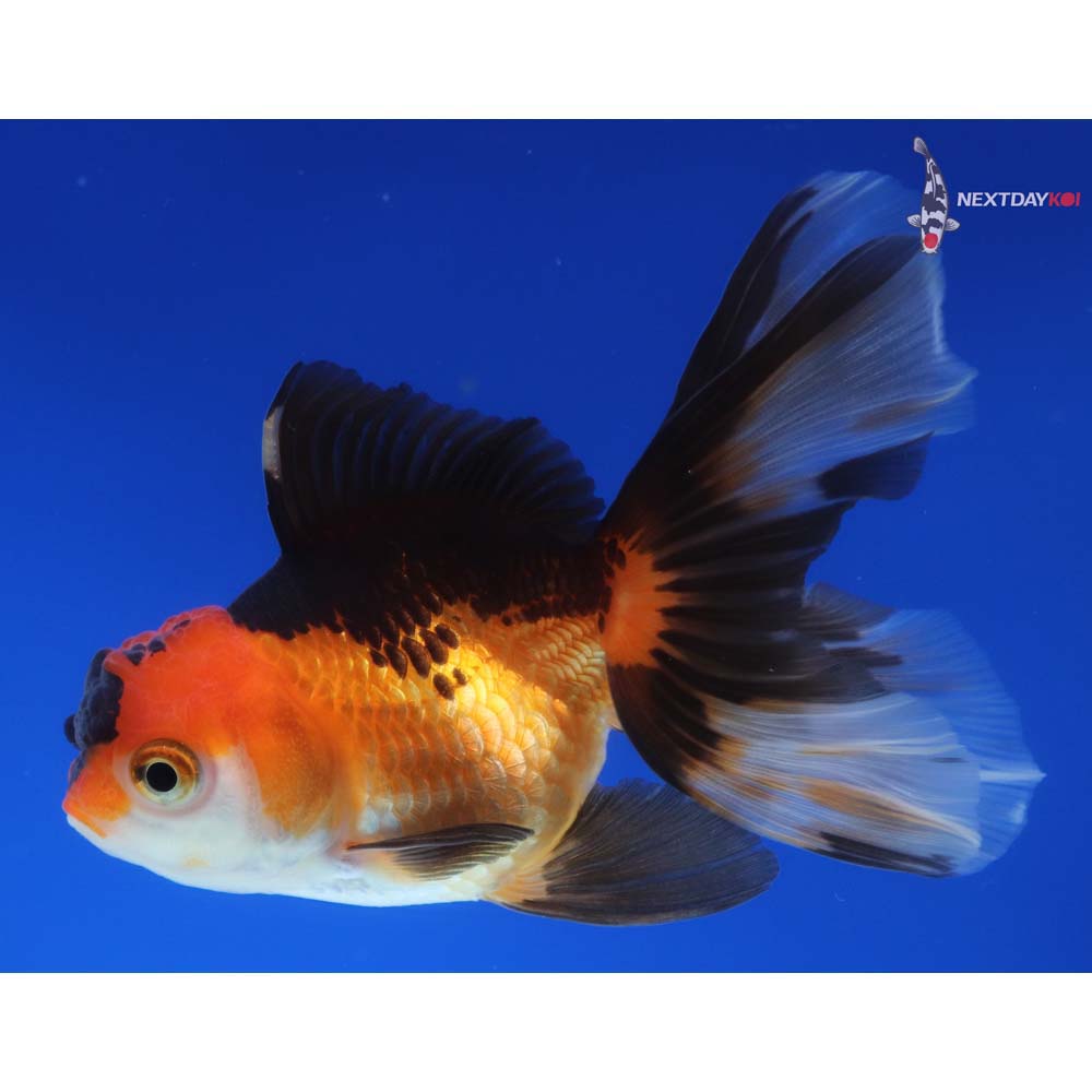 4” Imported Tri Color Oranda