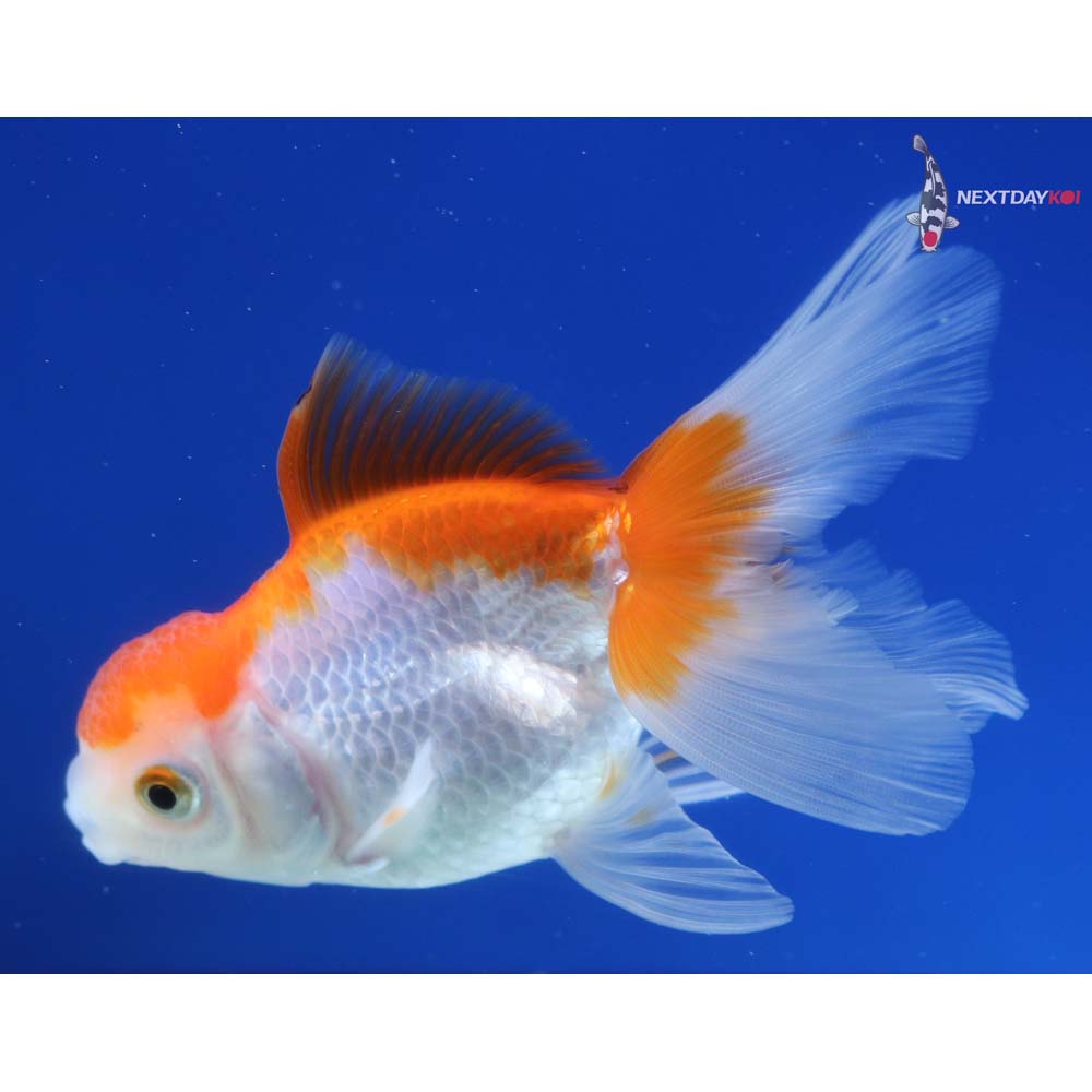 4” Imported Red and White Oranda