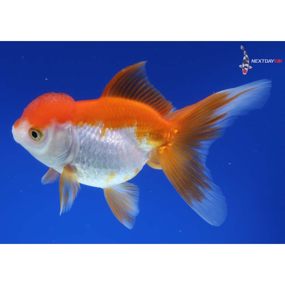 4.5” Imported Red and White Oranda