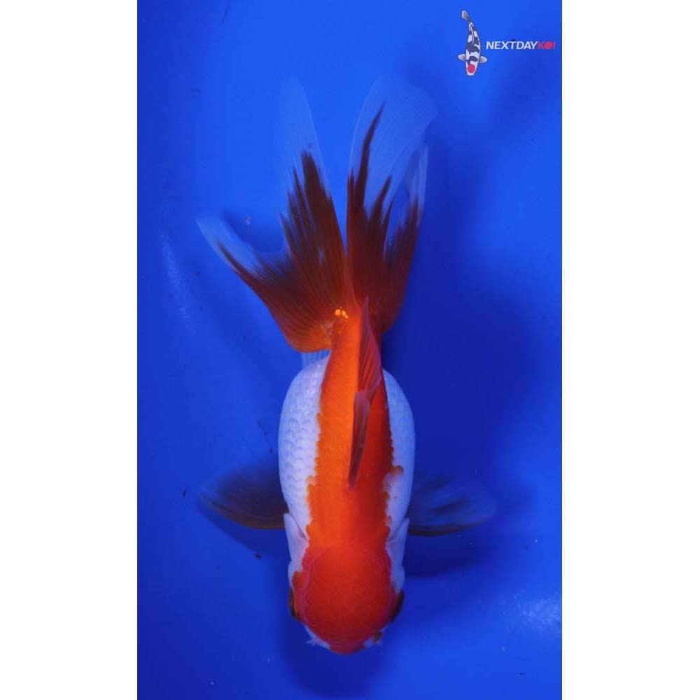 4.5” Imported Red and White Oranda