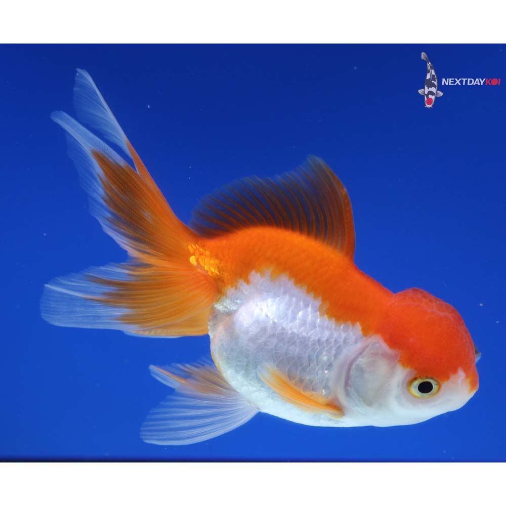 4.5” Imported Red and White Oranda