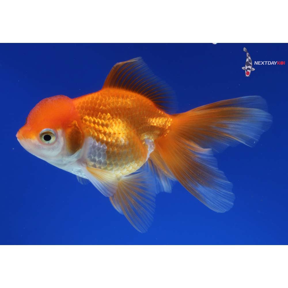 4.5” Imported Red and White Oranda
