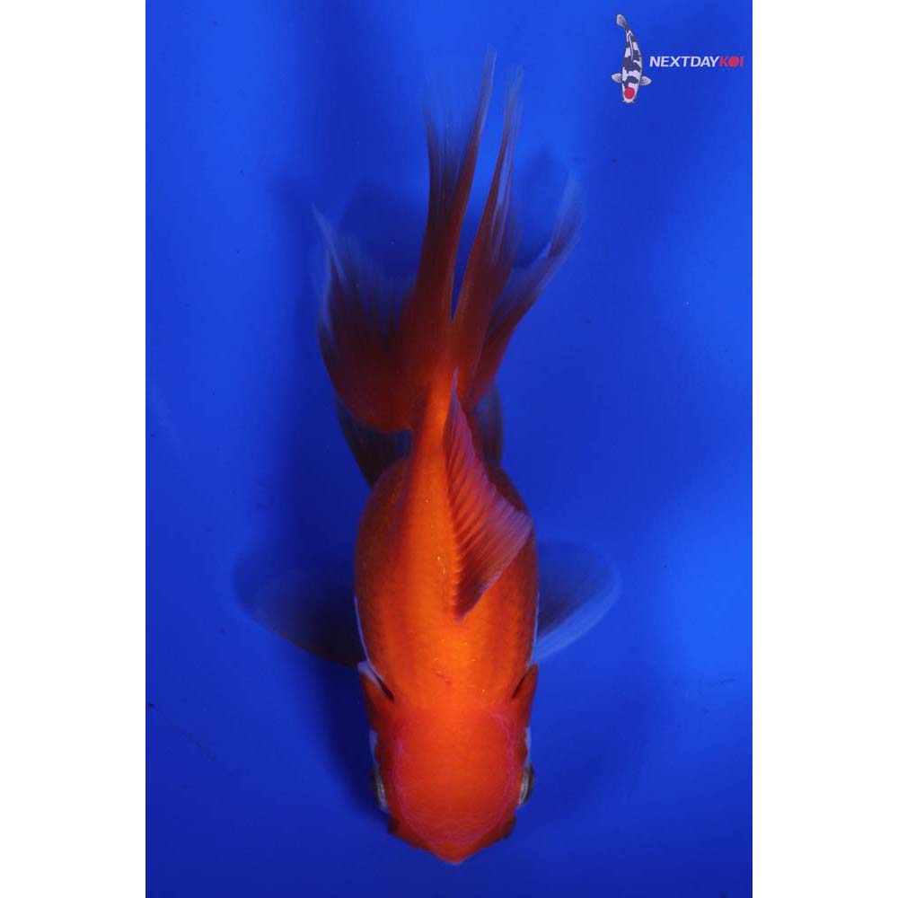 4.5” Imported Red and White Oranda