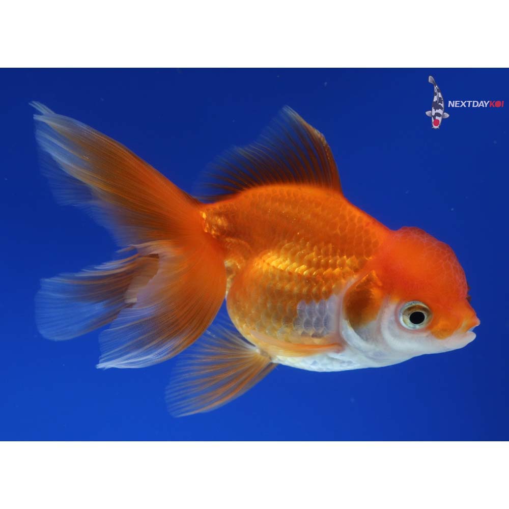 4.5” Imported Red and White Oranda