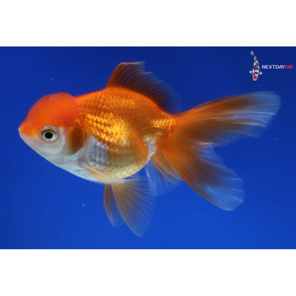 4.5” Imported Red and White Oranda