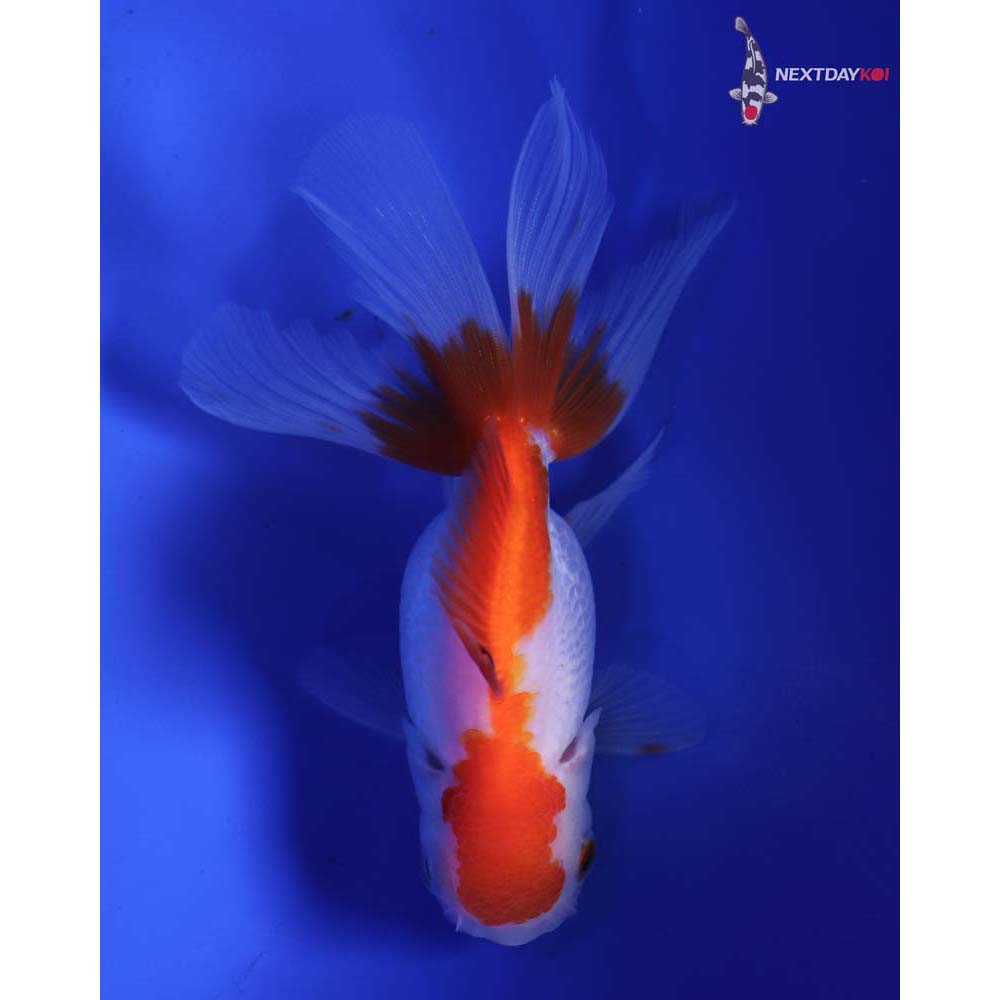 4” Imported Red and White Oranda