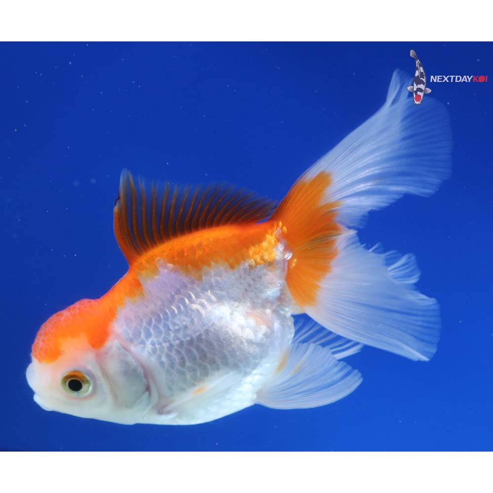 4” Imported Red and White Oranda