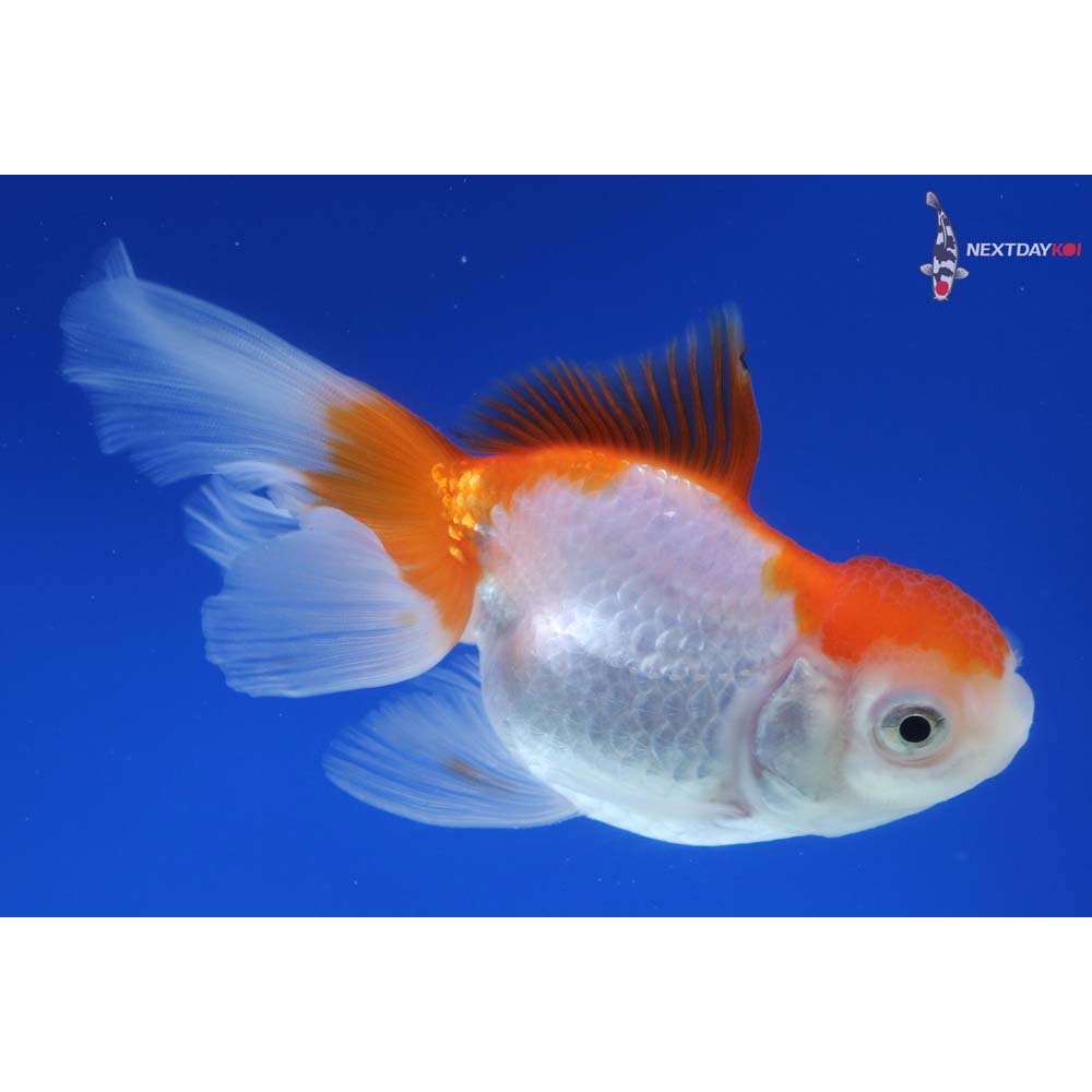 4” Imported Red and White Oranda
