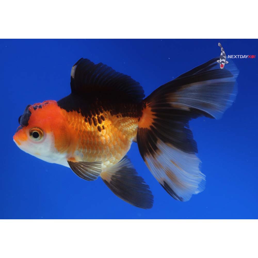 4” Imported Tri Color Oranda