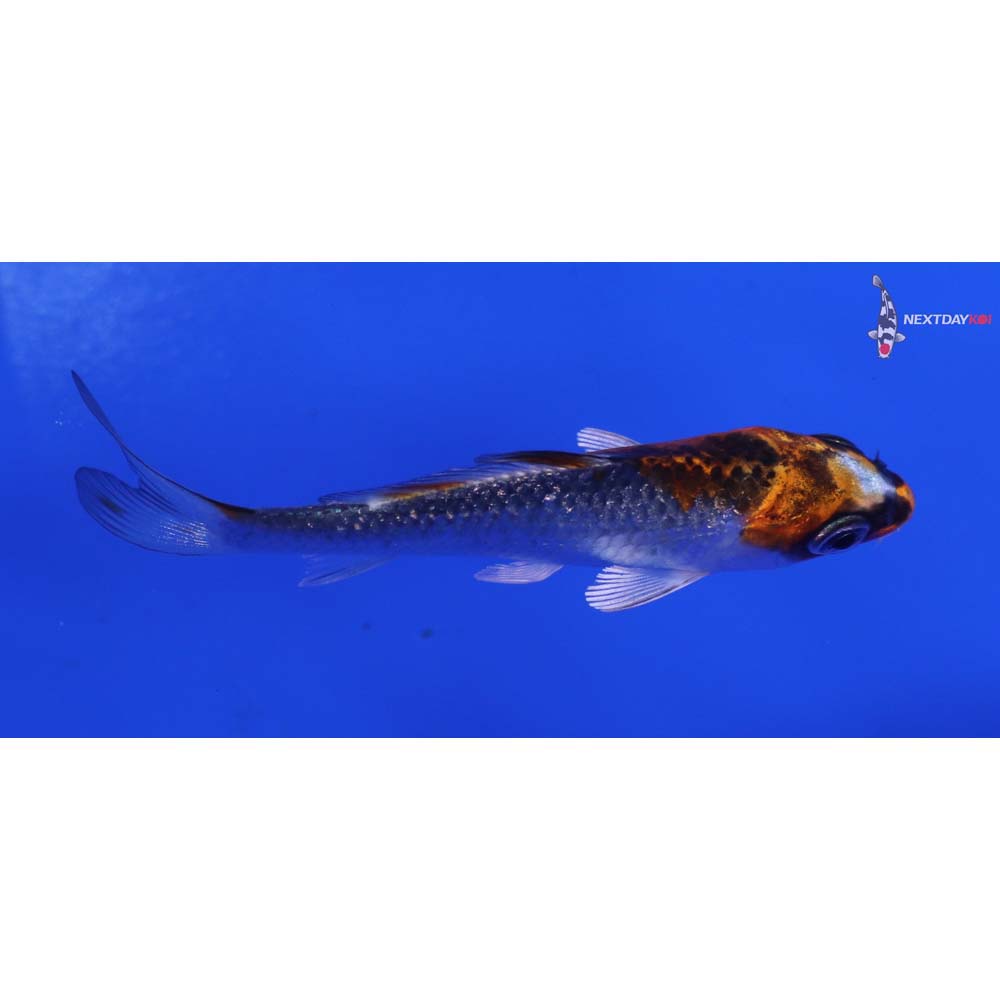 3” Imported Gin Rin Kujaku