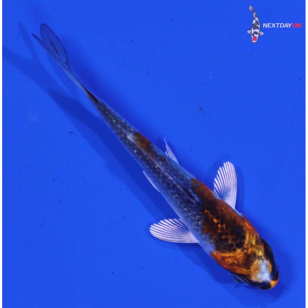 3” Imported Gin Rin Kujaku