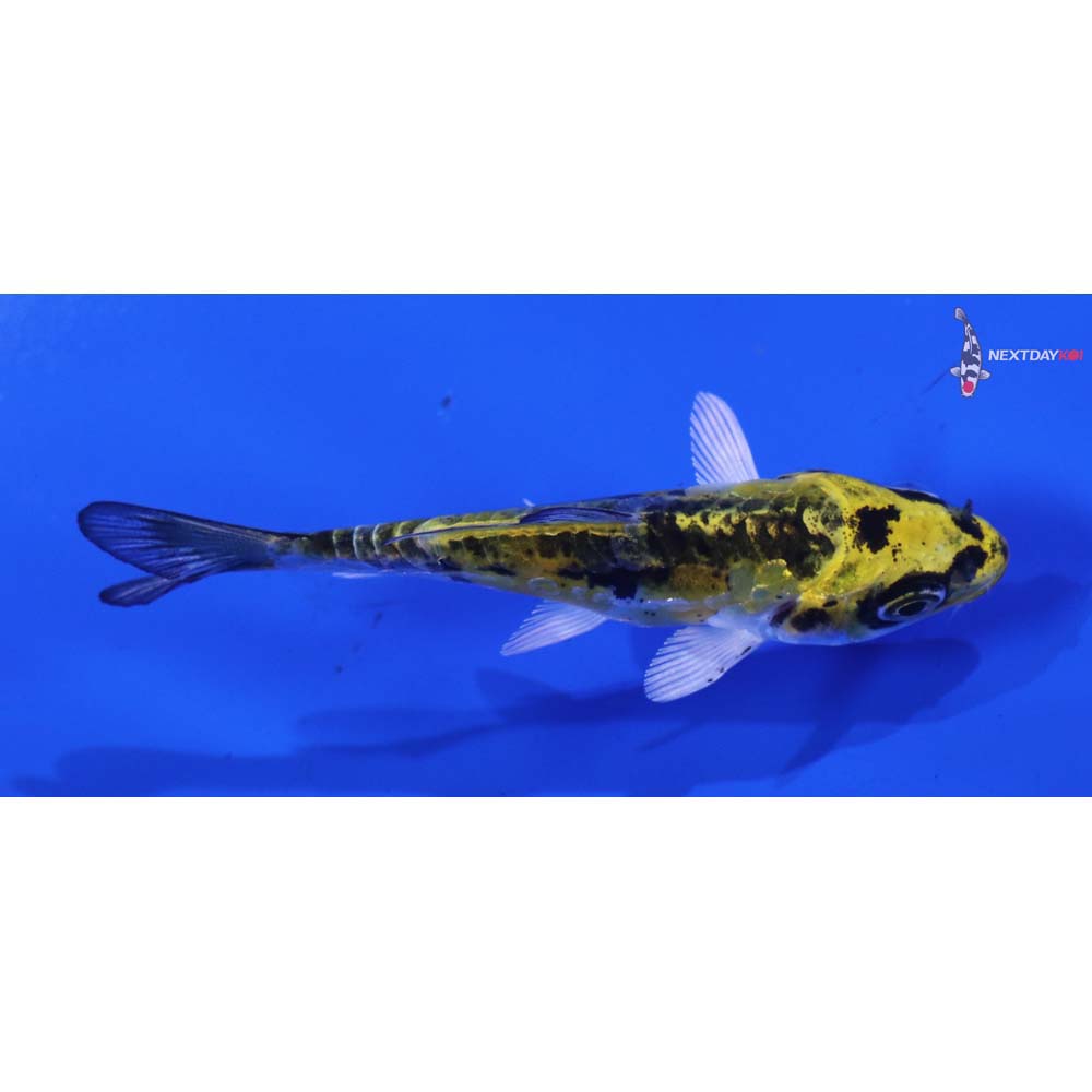 3” Imported Doitsu Kujaku