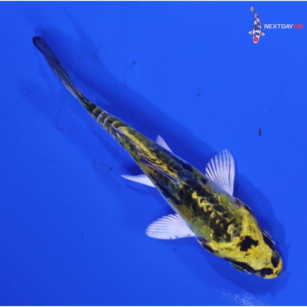 3” Imported Doitsu Kujaku