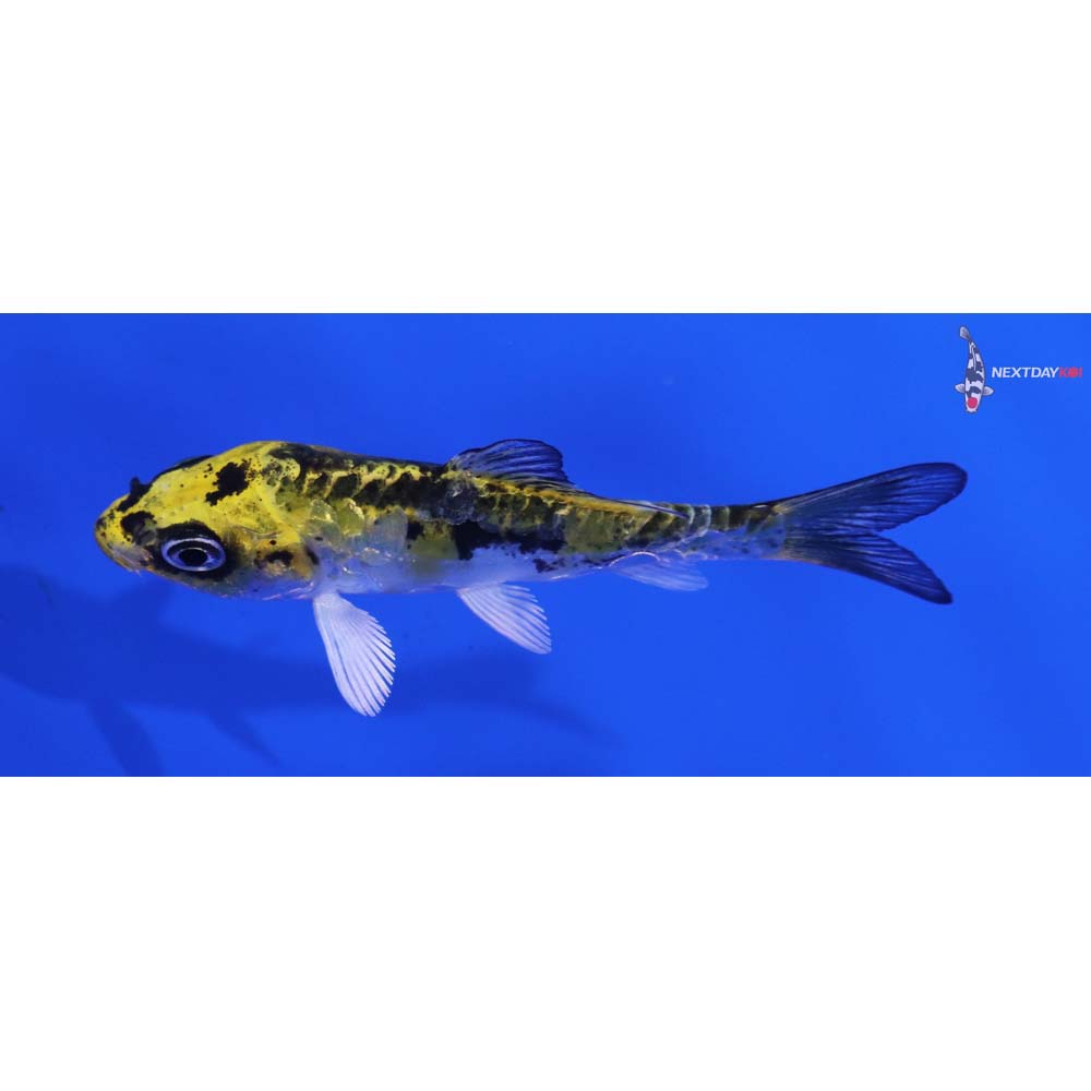 3” Imported Doitsu Kujaku