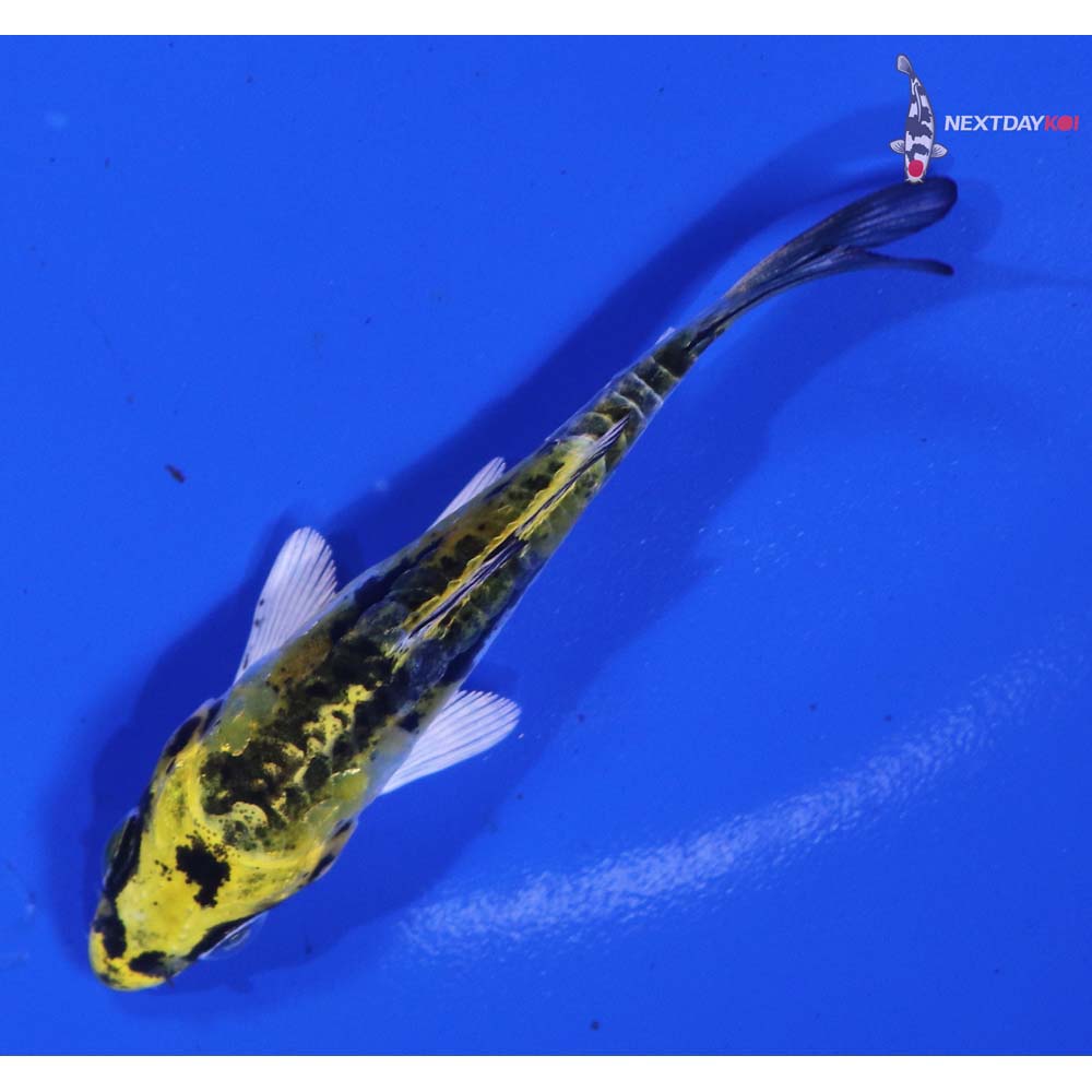 3” Imported Doitsu Kujaku