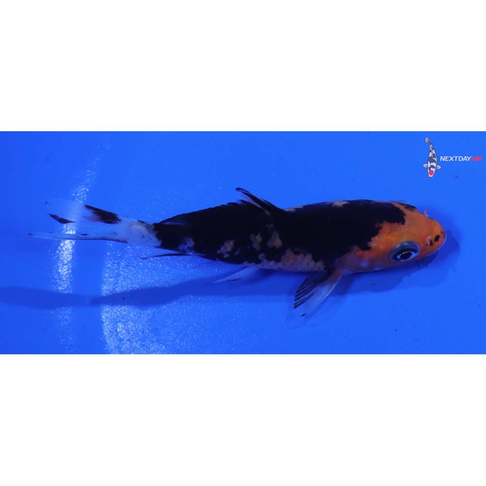 3.5” Imported Aka Bekko