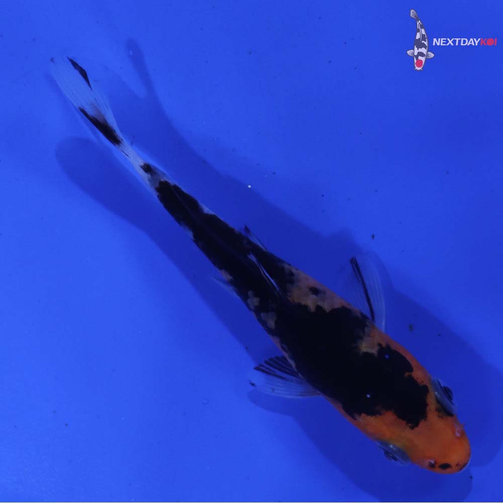 3.5” Imported Aka Bekko