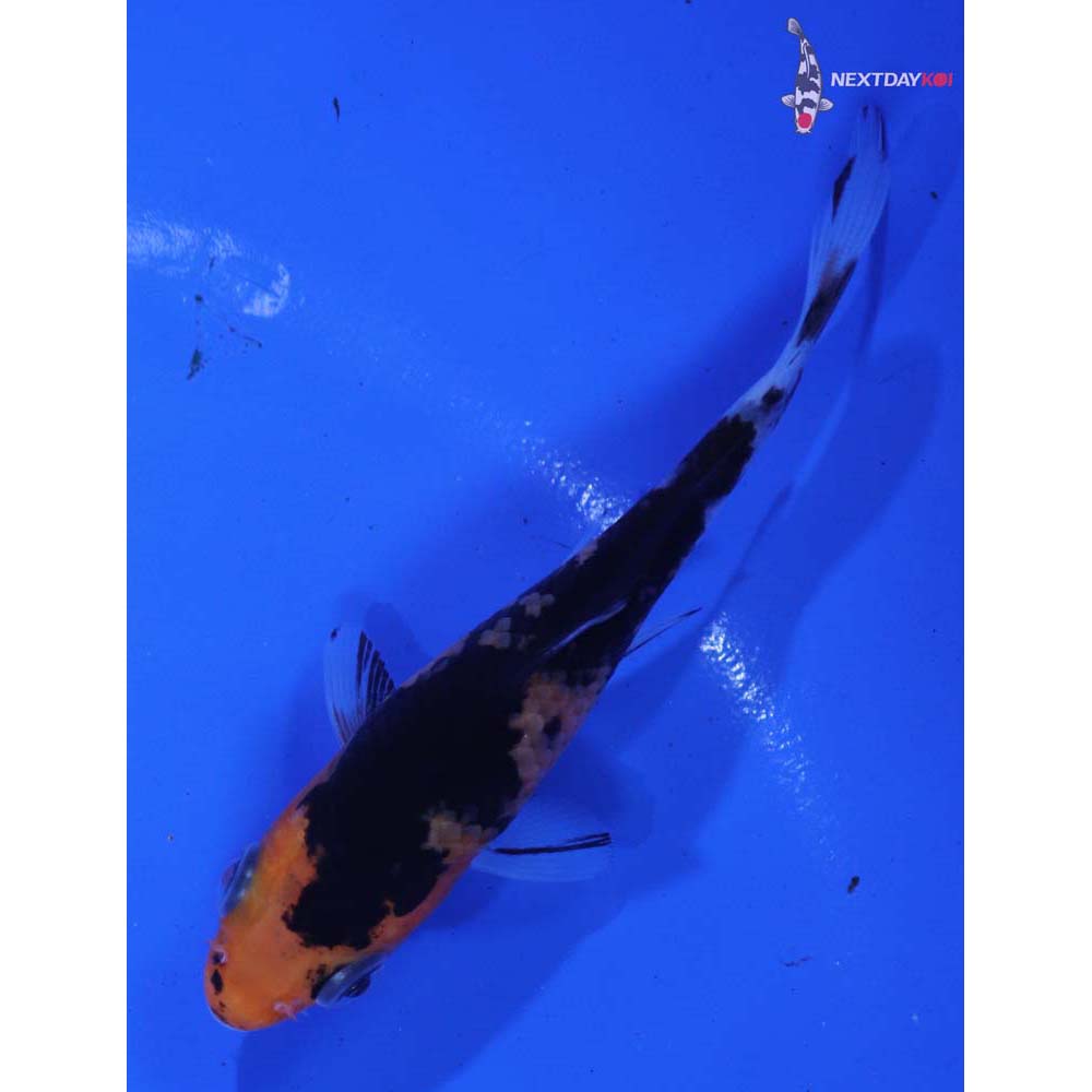 3.5” Imported Aka Bekko