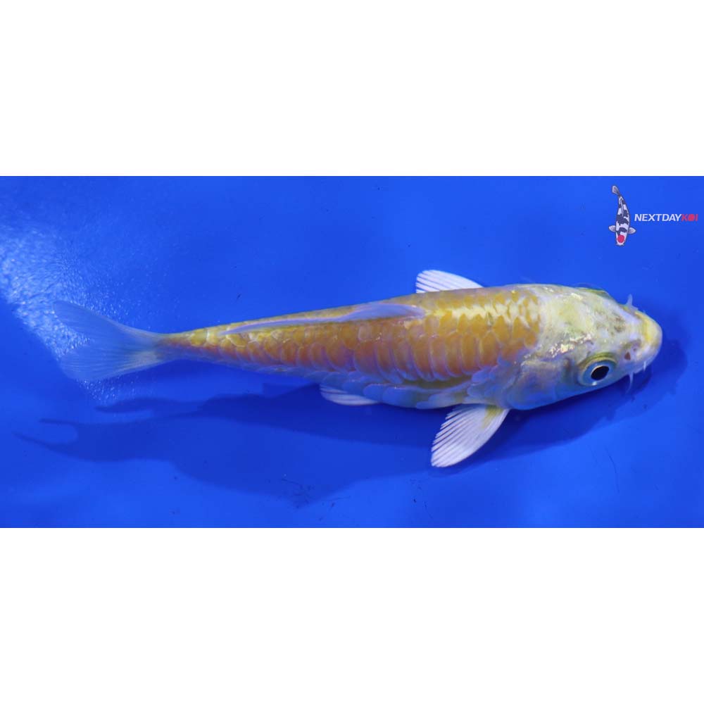 3.5” Imported Armor Scaled Lemon Hariwake