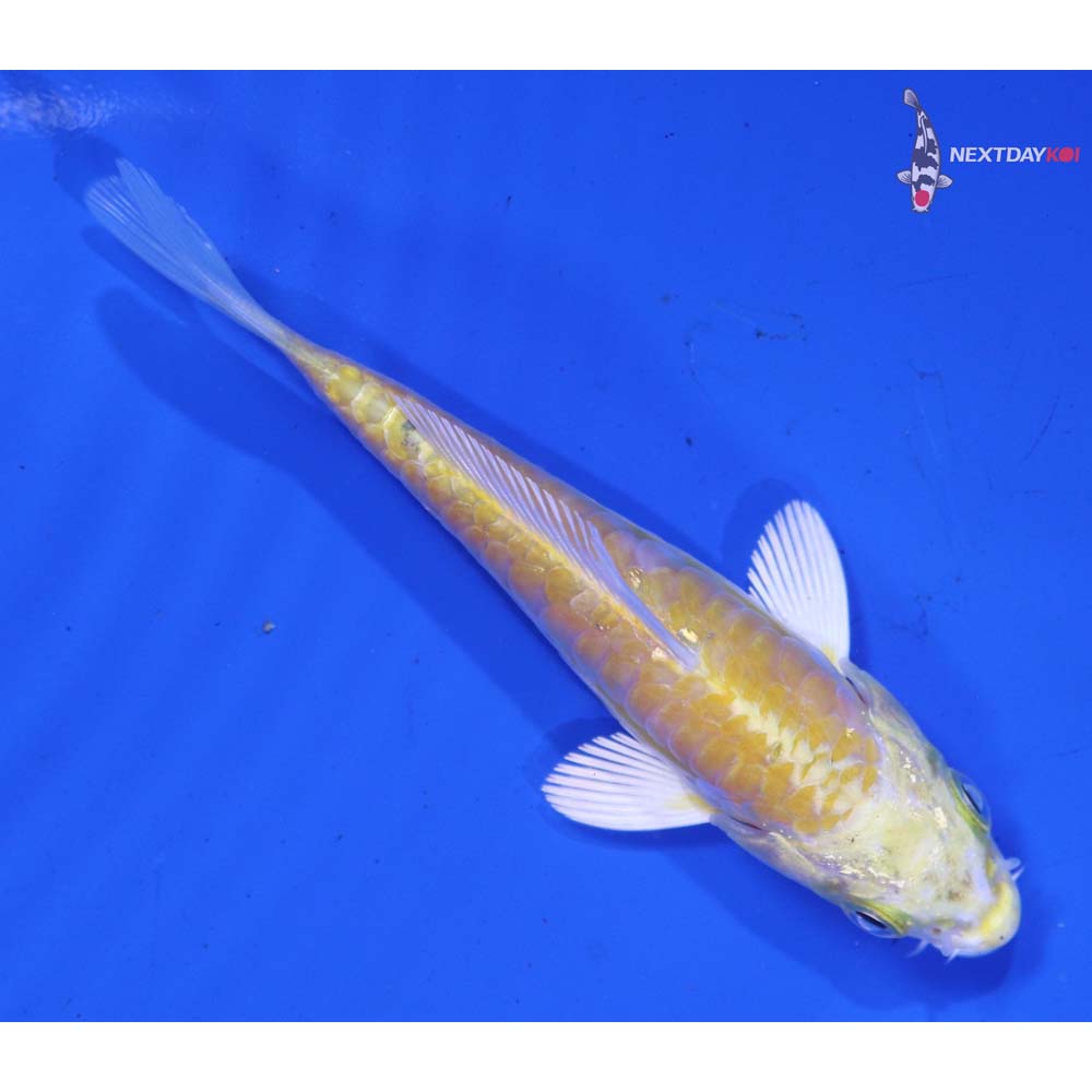 3.5” Imported Armor Scaled Lemon Hariwake