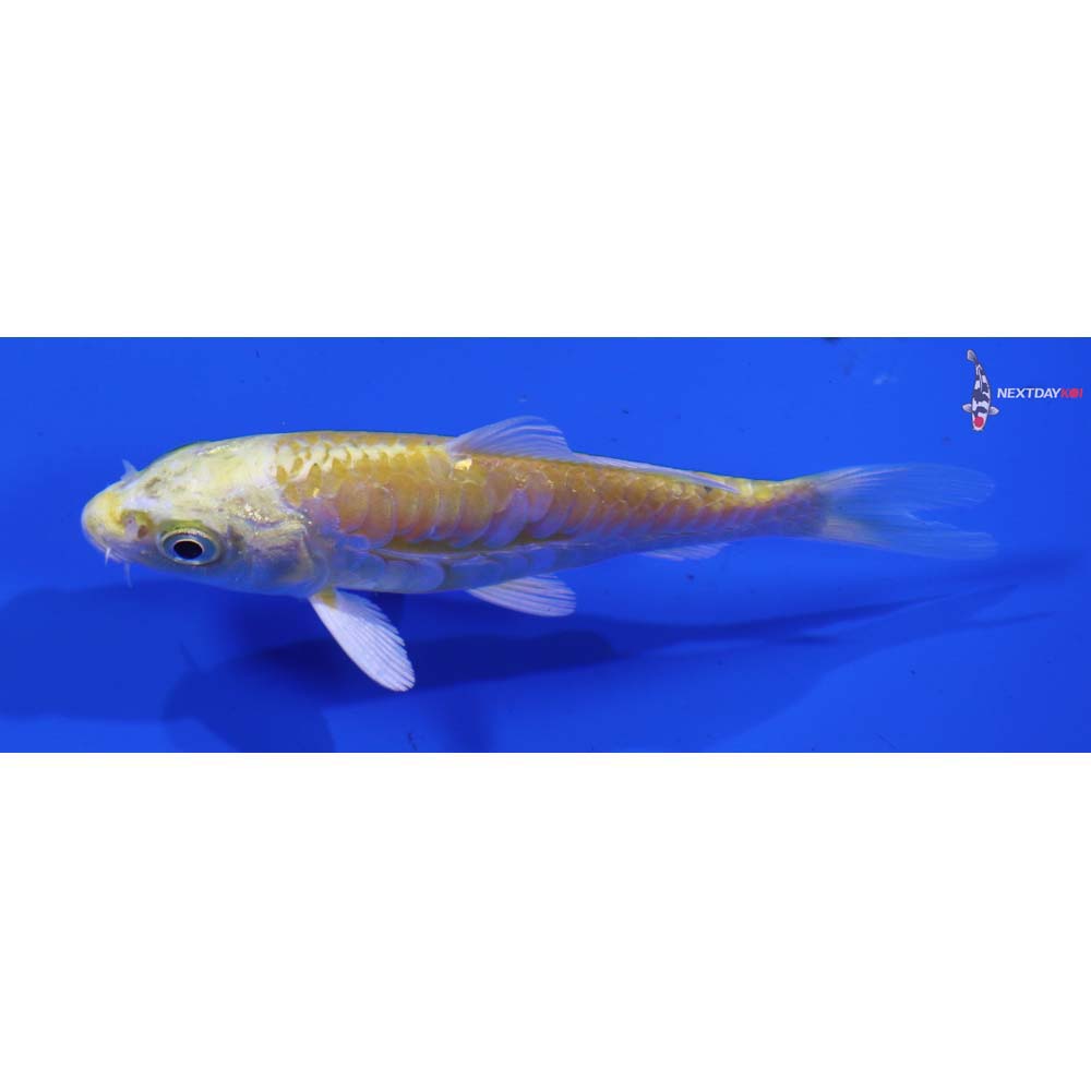 3.5” Imported Armor Scaled Lemon Hariwake
