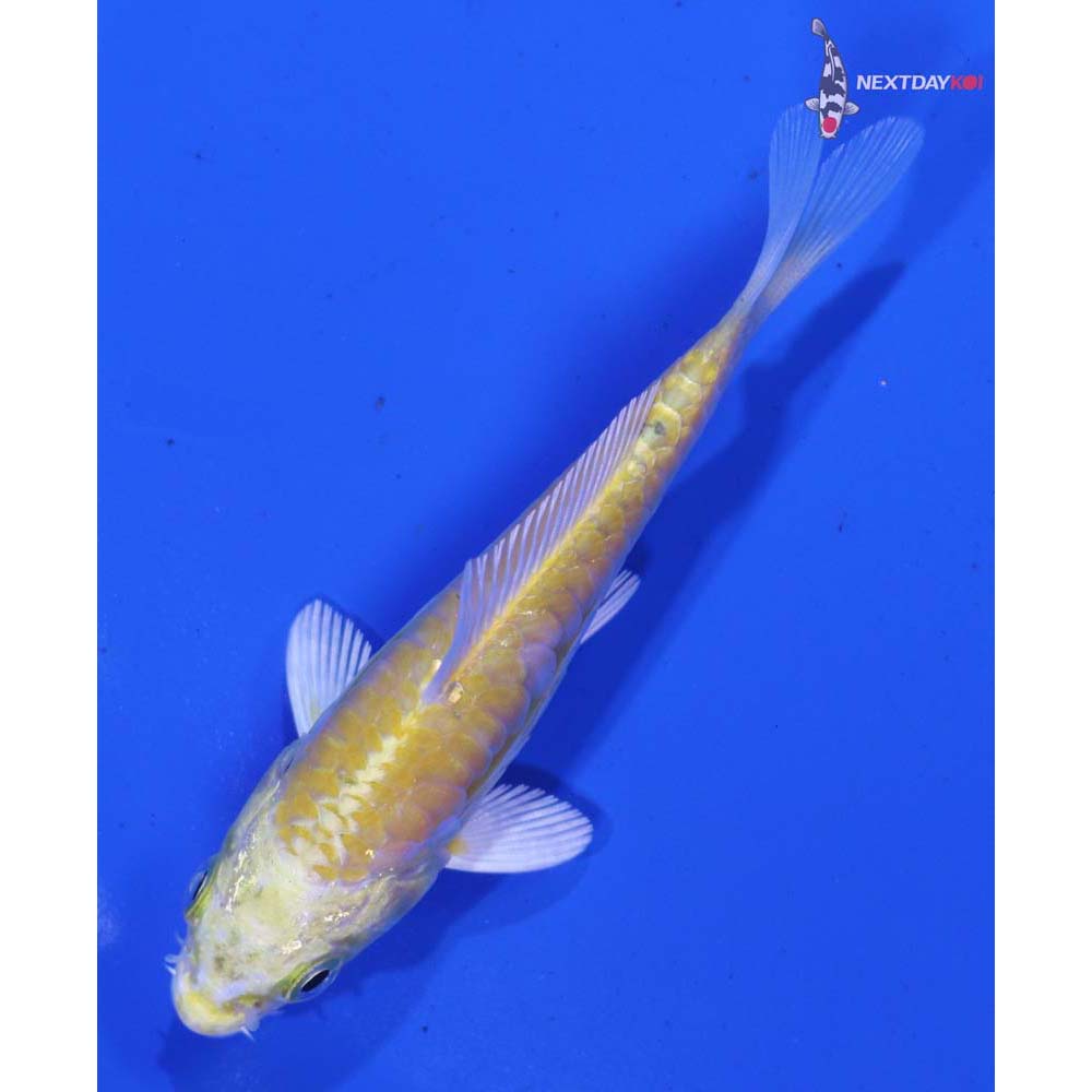 3.5” Imported Armor Scaled Lemon Hariwake