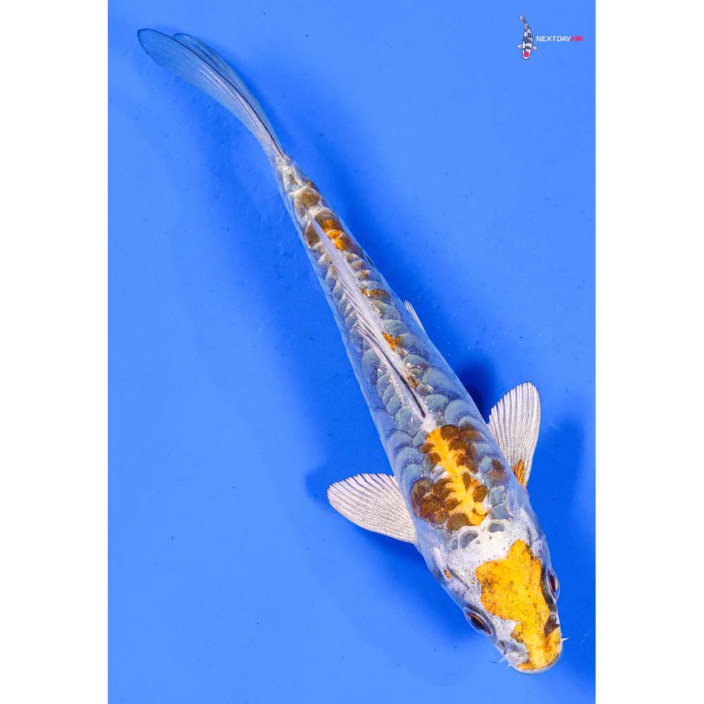 6” Imported Doitsu Kujaku