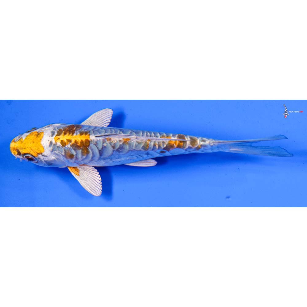 6” Imported Doitsu Kujaku