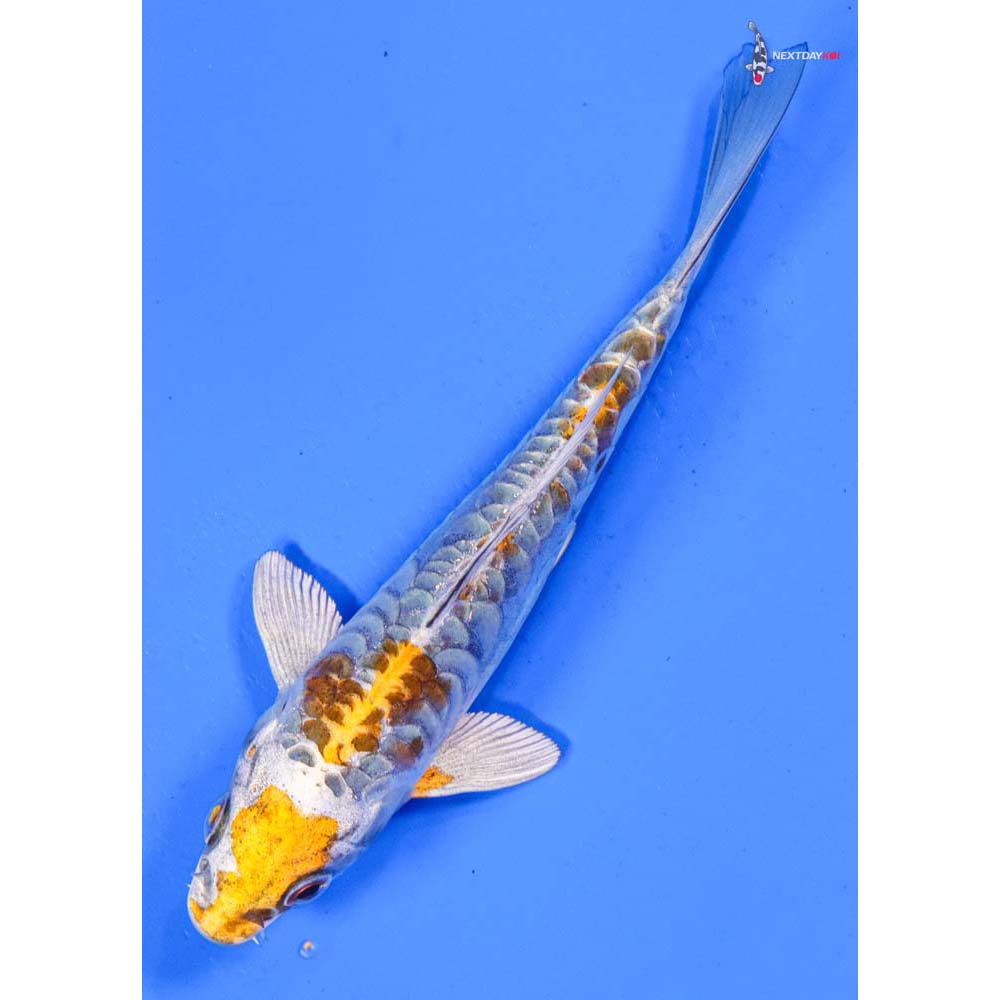 6” Imported Doitsu Kujaku