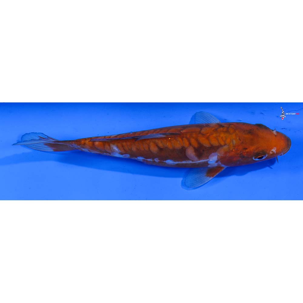 7” Imported Doitsu Ochiba Shigure