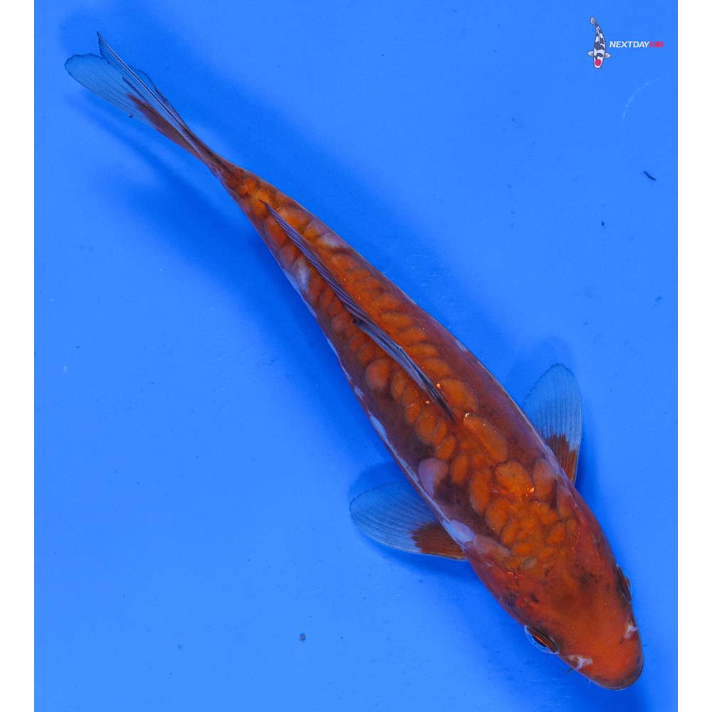 7” Imported Doitsu Ochiba Shigure