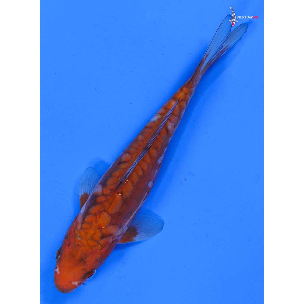 7” Imported Doitsu Ochiba Shigure