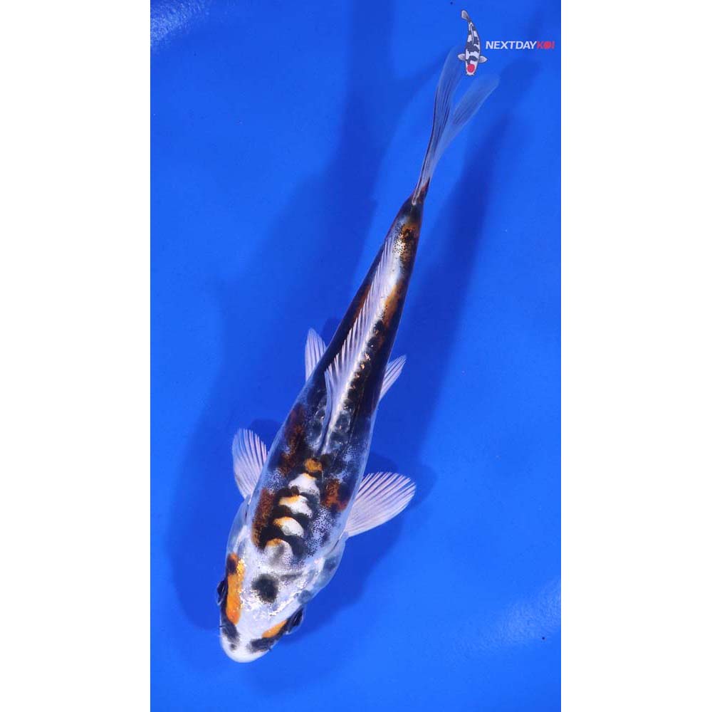 5” Imported Kin Kikokuryu