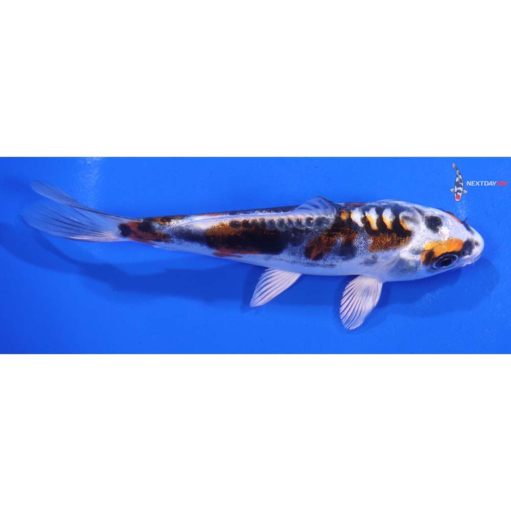 5” Imported Kin Kikokuryu