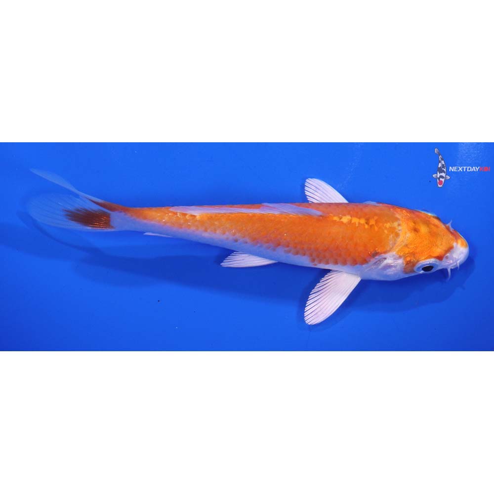 5” Imported Hariwake