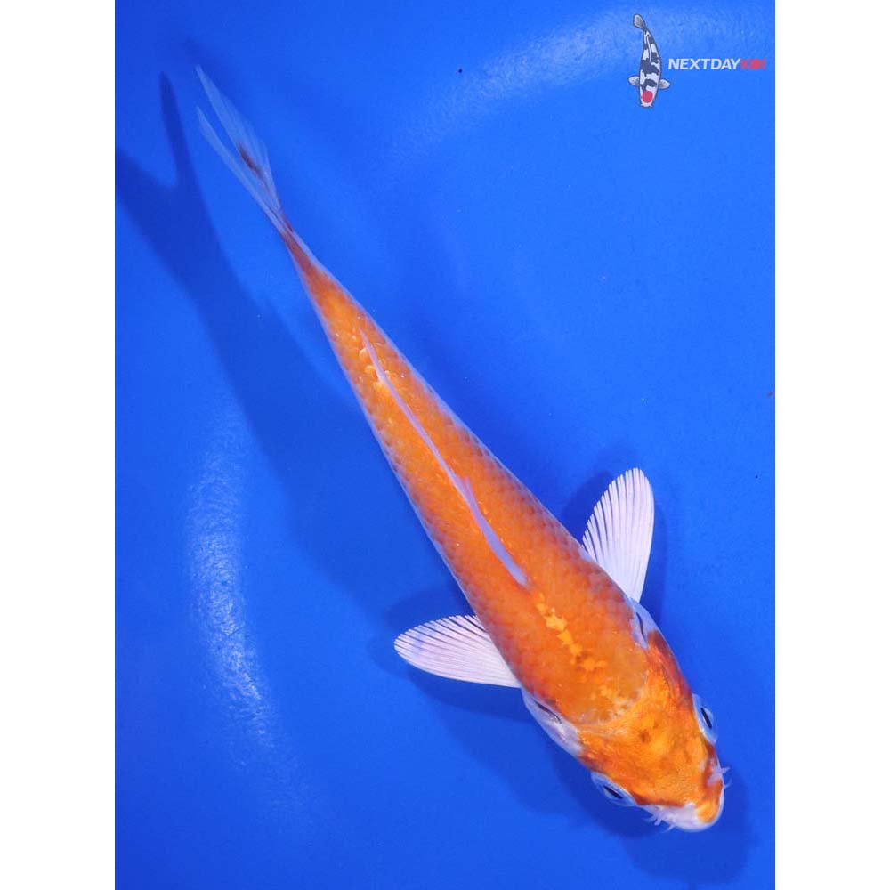 5” Imported Hariwake