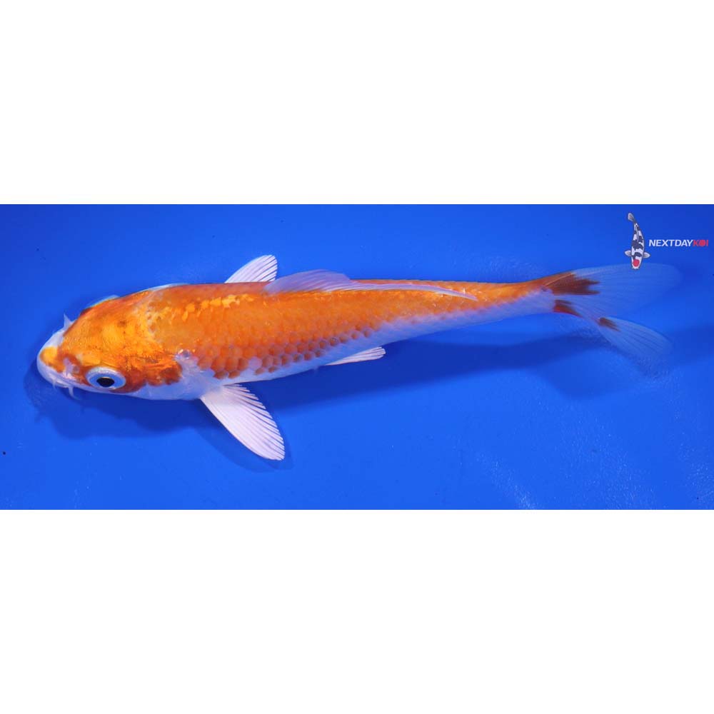 5” Imported Hariwake