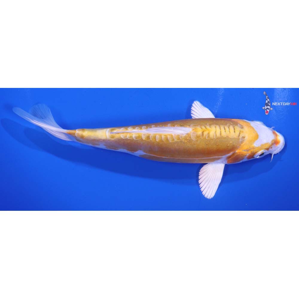 6” Imported Kikusui