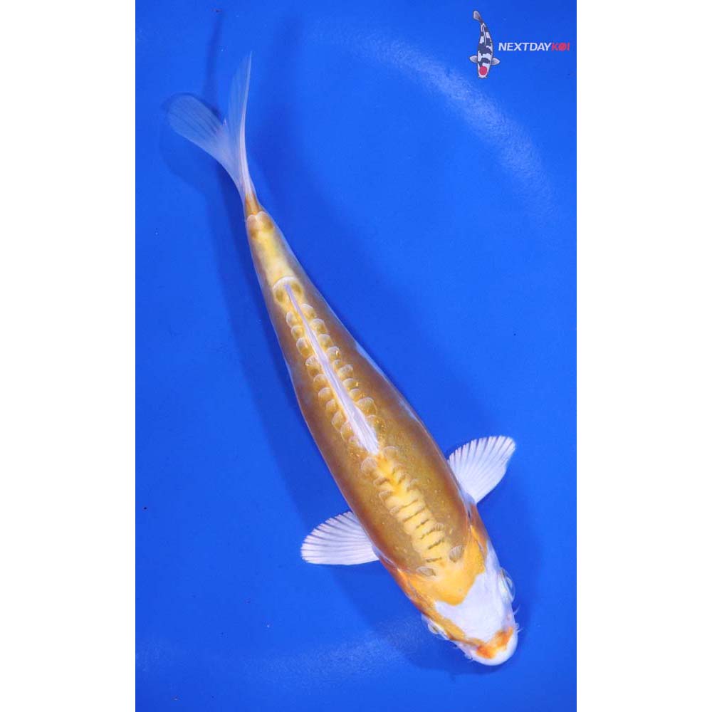 6” Imported Kikusui