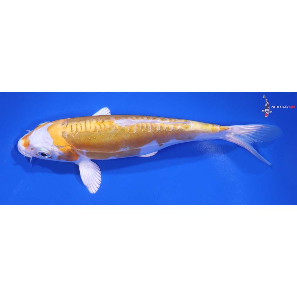 6” Imported Kikusui