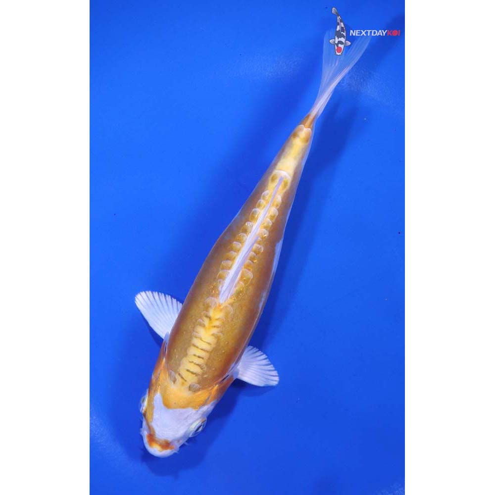 6” Imported Kikusui