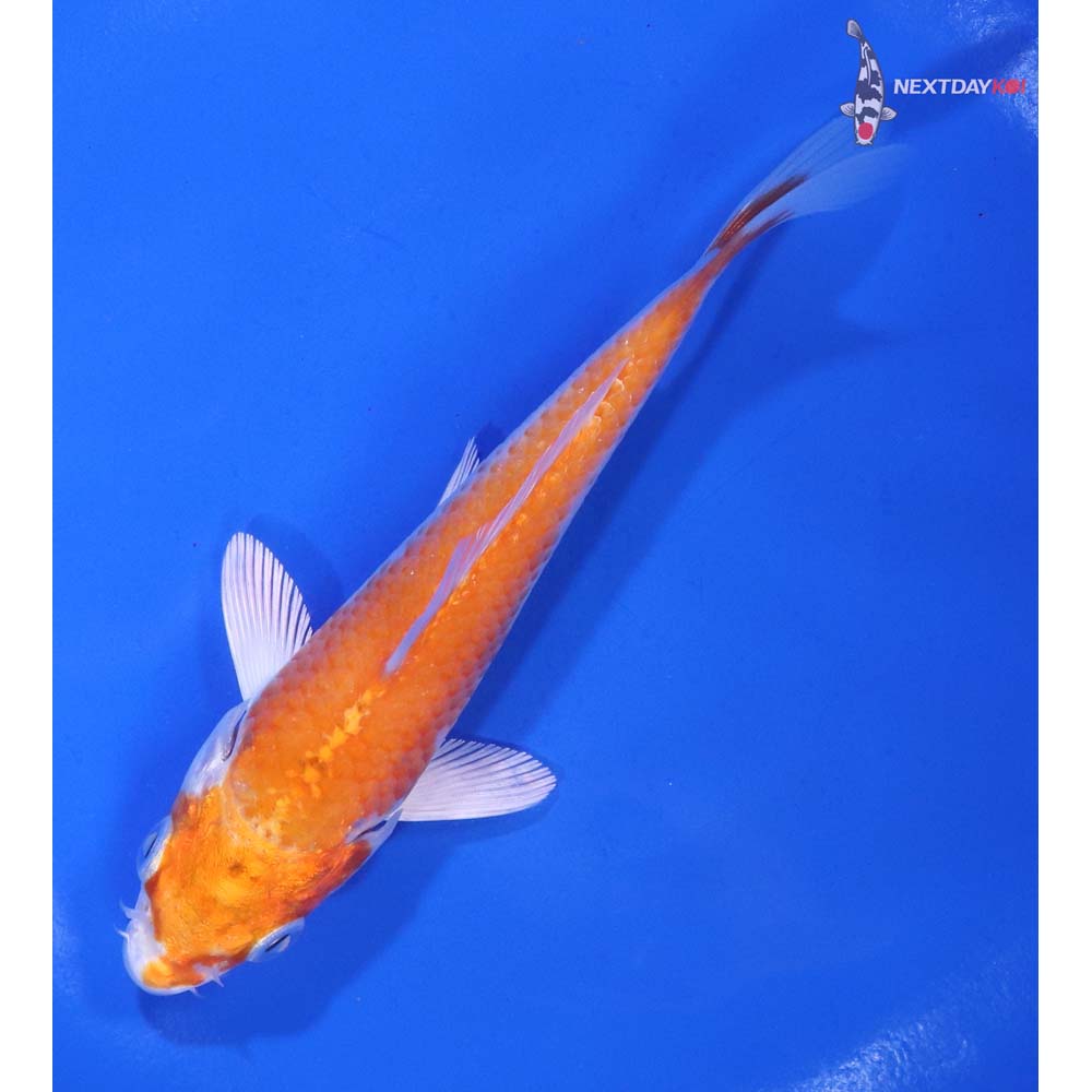 5” Imported Hariwake