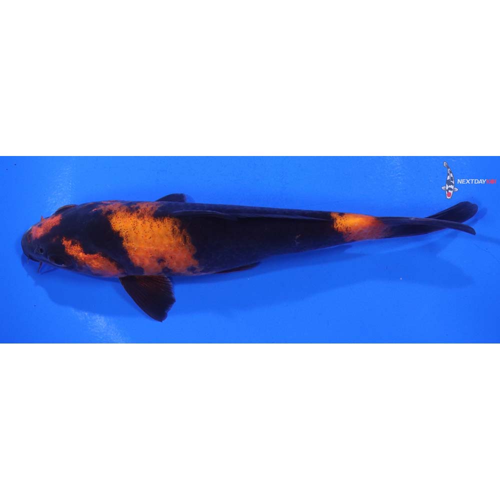 6” Imported Hi Utsuri