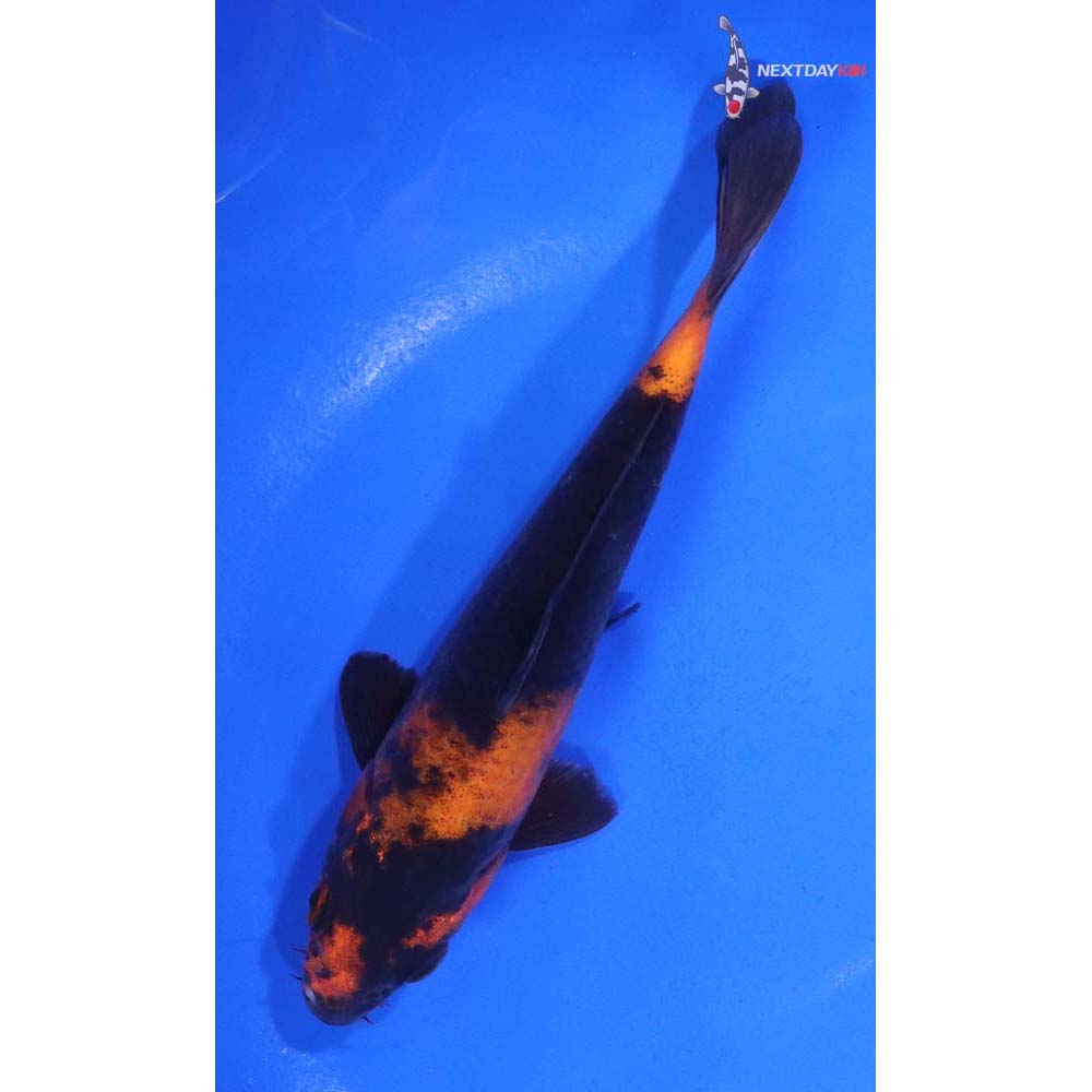 6” Imported Hi Utsuri